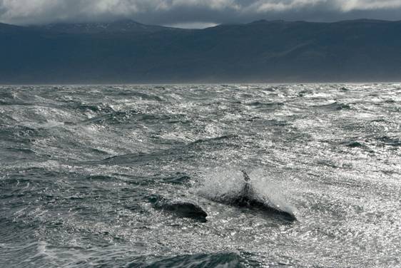 Dauphins en terre de feu