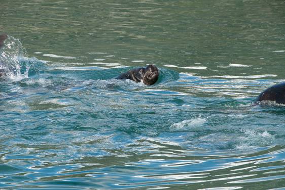 Sea lion in Cape Horn