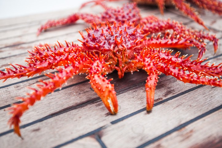 fruits de mer a bord de venus, voilier ushuaia depart Cap Horn