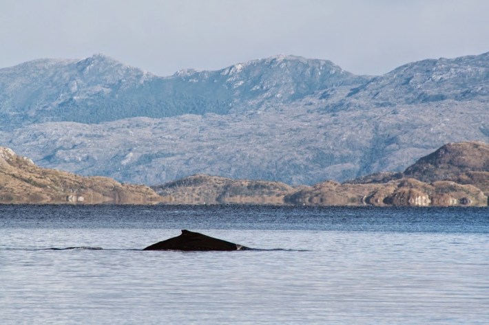 VENUS SAILING CROISIERE PATAGONIE baleine
