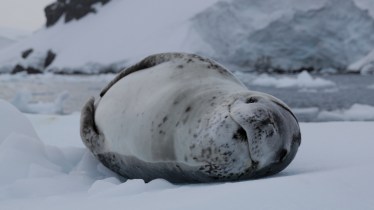 Léopard des mers antarctique venus