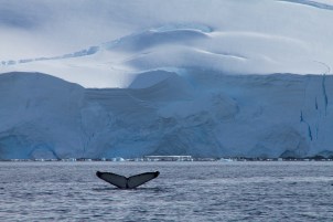 L'Antarctique sur Venus MQ-95